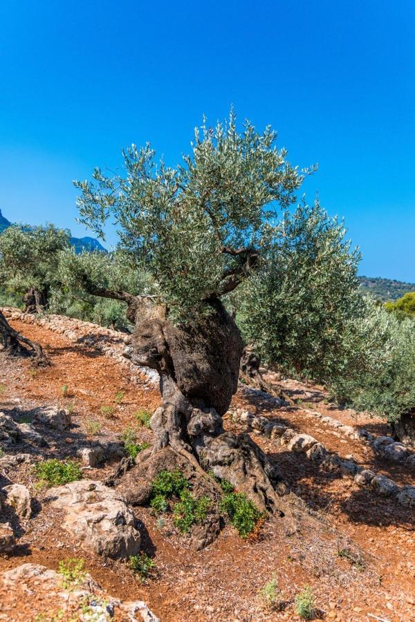 Finca Rural Es Pujol Soller Exterior photo